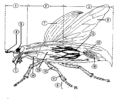 Inneleben eines Maikäfers