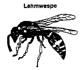 Lehmwespe